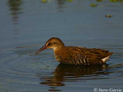 Peter Walsh Platypus: Unraveling the Mysteries of the Divergent Duck-Billed Mammal